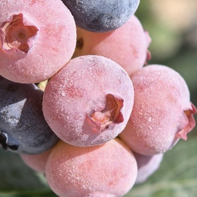 🔥 65K+ SOLD! 🌱 Silvralab Grow Your Own Fruit Garden – Honey Red Peach Tree & Unique Pink Blueberry Seeds