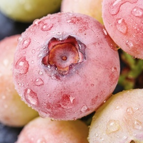 🔥 65K+ SOLD! 🌱 Silvralab Grow Your Own Fruit Garden – Honey Red Peach Tree & Unique Pink Blueberry Seeds