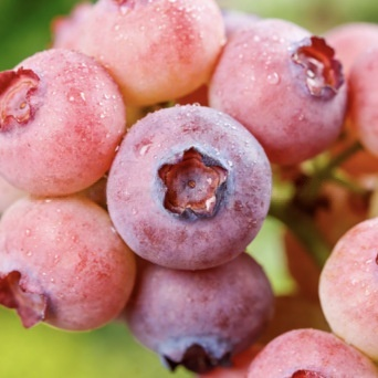 🔥 65K+ SOLD! 🌱 Silvralab Grow Your Own Fruit Garden – Honey Red Peach Tree & Unique Pink Blueberry Seeds