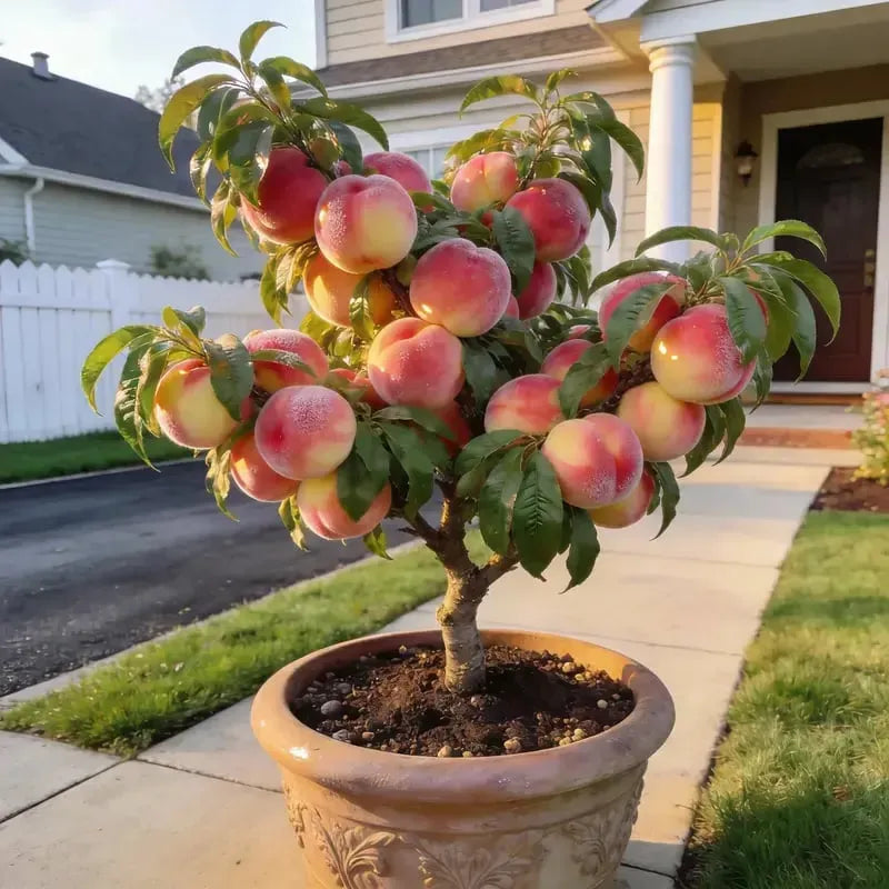 🔥 65K+ SOLD! 🌱 Silvralab Grow Your Own Fruit Garden – Honey Red Peach Tree & Unique Pink Blueberry Seeds
